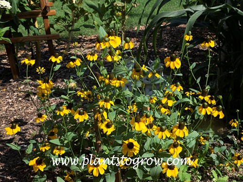 'Clasping Coneflower' (Rudbeckia amplexicaulis)